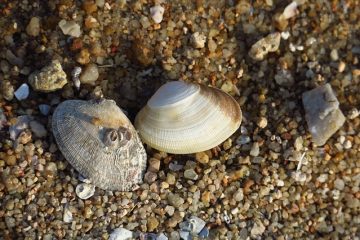 Comment polir une coquille de mer