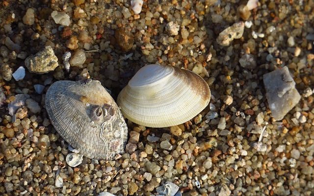 Comment polir une coquille de mer