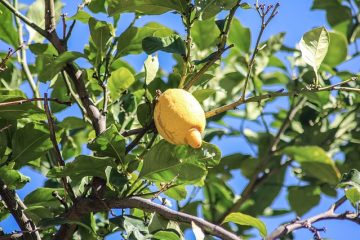 Comment prendre soin des citronniers