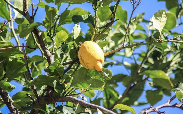 Comment prendre soin des citronniers
