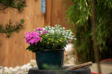 Comment prendre soin d'une rose standard dans un pot