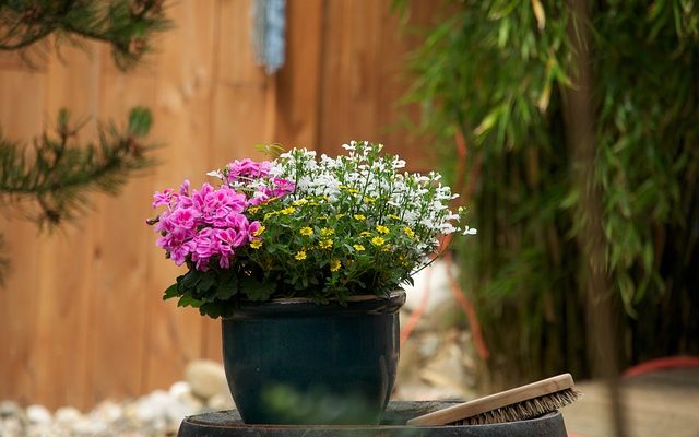 Comment prendre soin d'une rose standard dans un pot