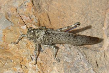 Comment réchauffer des homards entiers congelés et décongelés.