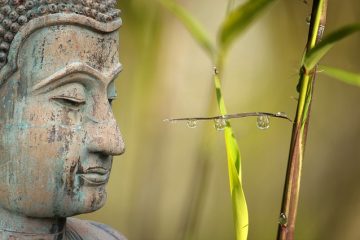 Comment sauver une plante de bambou mourante