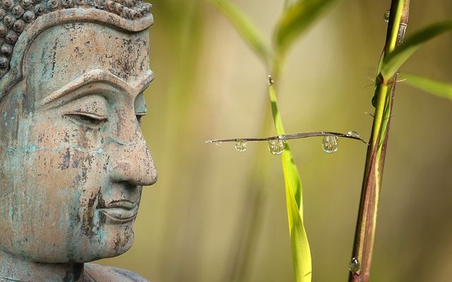 Comment sauver une plante de bambou mourante