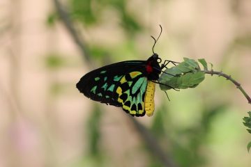 Comment se débarrasser des insectes et des moucherons dans la cour.