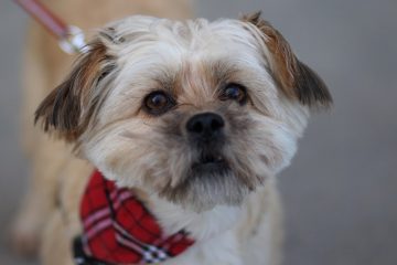 Comment sédater un chien pour une coupe de cheveux