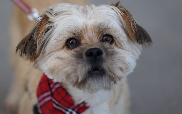 Comment sédater un chien pour une coupe de cheveux