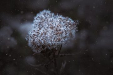 Comment semer des graines de graminées en hiver