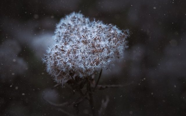 Comment semer des graines de graminées en hiver