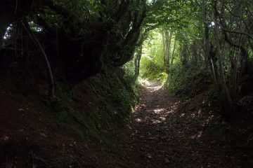 Comment séparer la colle des joints de bois