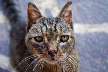 Comportement du chat après une blessure