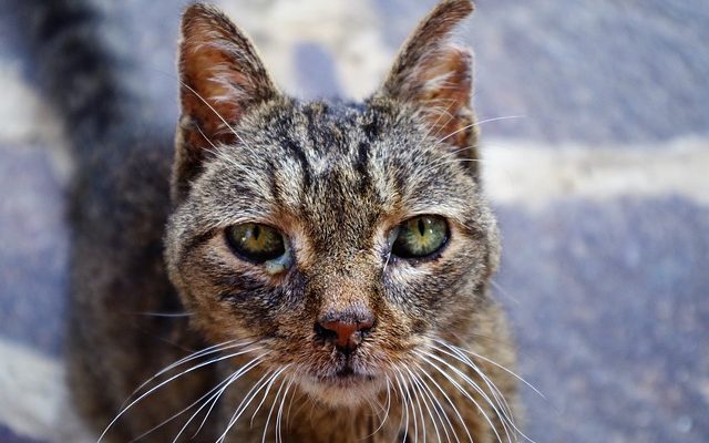 Comportement du chat après une blessure