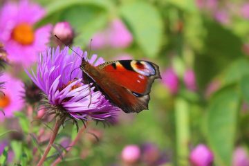 Des fleurs qui fleurissent en juillet et août