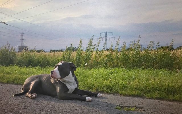 Elevage de bouledogue Whelping