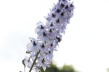 Existe-t-il un delphinium miniature ?