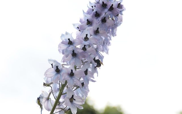 Existe-t-il un delphinium miniature ?