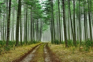 Faits amusants sur les forêts de conifères