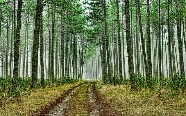 Faits amusants sur les forêts de conifères