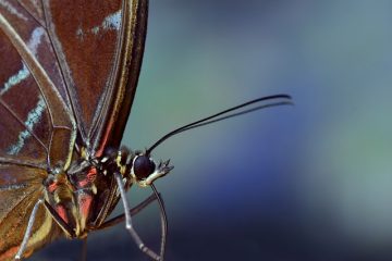 Faits pour les enfants sur le papillon Blue Morpho