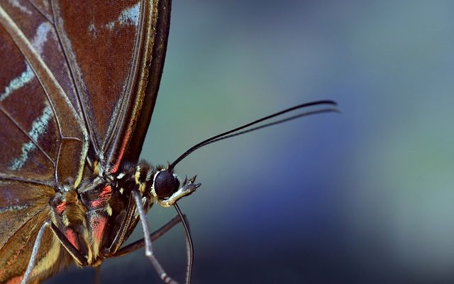 Faits pour les enfants sur le papillon Blue Morpho