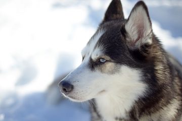 Habitat du husky de Sibérie