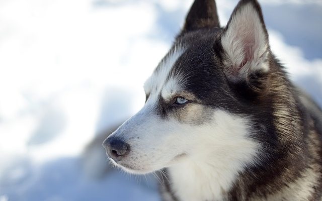 Habitat du husky de Sibérie