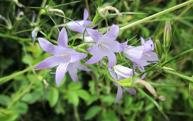 Identification de la campanule