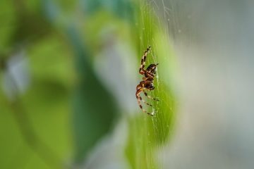 Insectes et ravageurs sur un Ficus