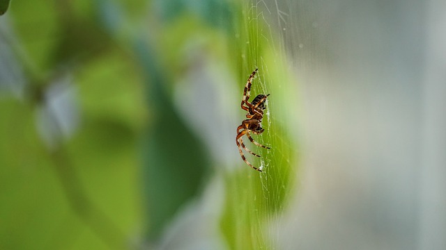 Insectes et ravageurs sur un Ficus