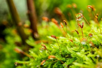 La mousse d'Irlande est-elle bonne ou mauvaise dans un terrarium ?