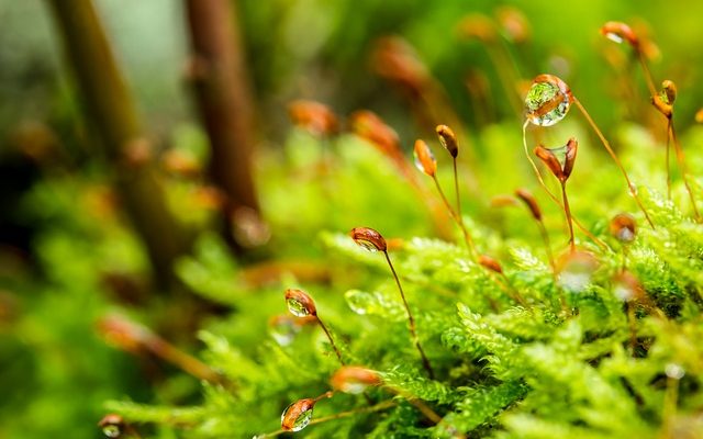 La mousse d'Irlande est-elle bonne ou mauvaise dans un terrarium ?