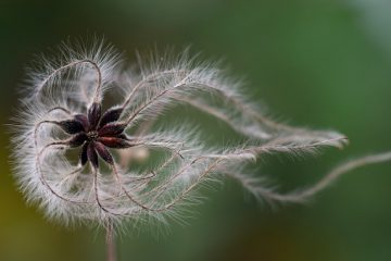 Le gel endommagera-t-il mes semences d'herbe ?