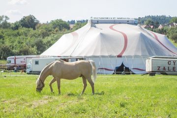 Le pour et le contre des animaux de cirque.