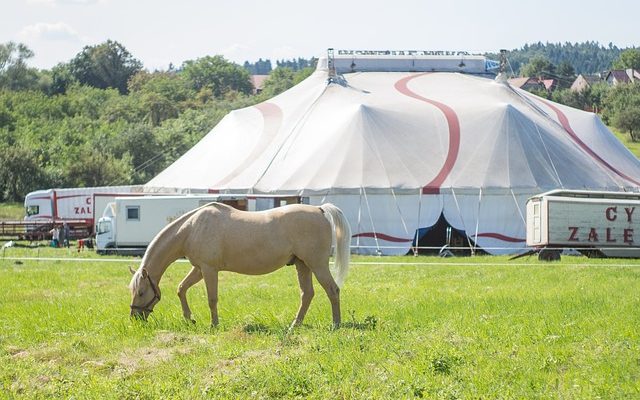 Le pour et le contre des animaux de cirque.