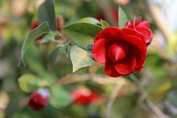 Les différentes étapes de la croissance des plantes à partir des semences