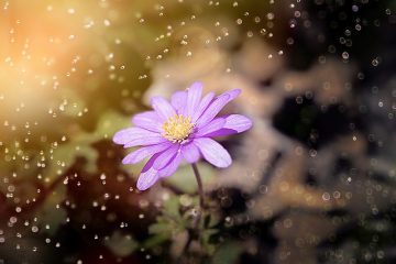 Les plantes poussent sans eau et sans soleil ?