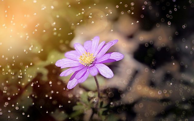 Les plantes poussent sans eau et sans soleil ?