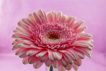 Les significations des fleurs de Gerbera