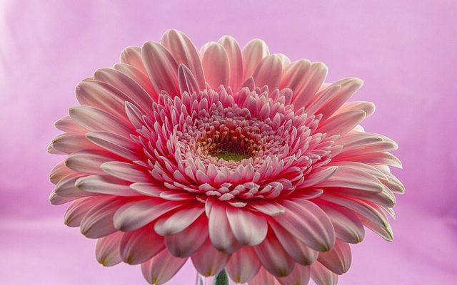 Les significations des fleurs de Gerbera