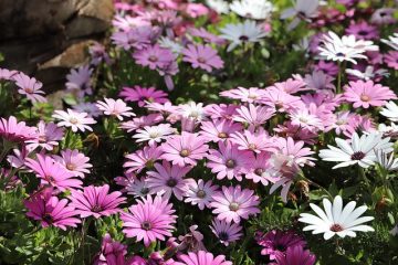 Liste des plantes de jardin édouardiennes