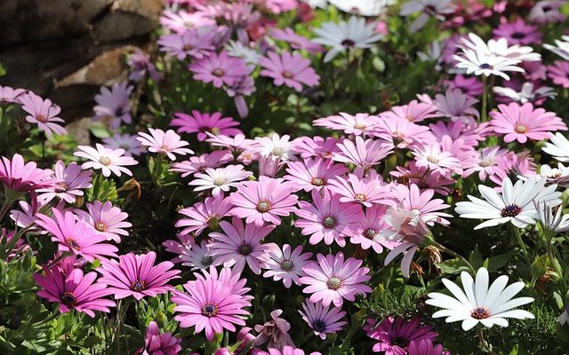 Liste des plantes de jardin édouardiennes