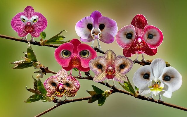 Orchidées Mealy Bugs