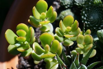 Plantes de jade à pois blancs