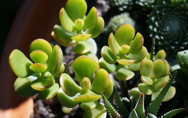 Plantes de jade à pois blancs