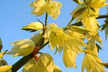 Plantes trouvées dans les lacs et étangs