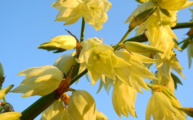 Plantes trouvées dans les lacs et étangs