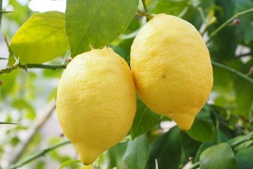 Problèmes de citronnier nain