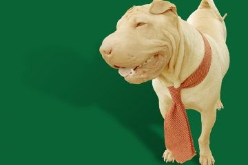 Problèmes de peau communs de Shar-Pei