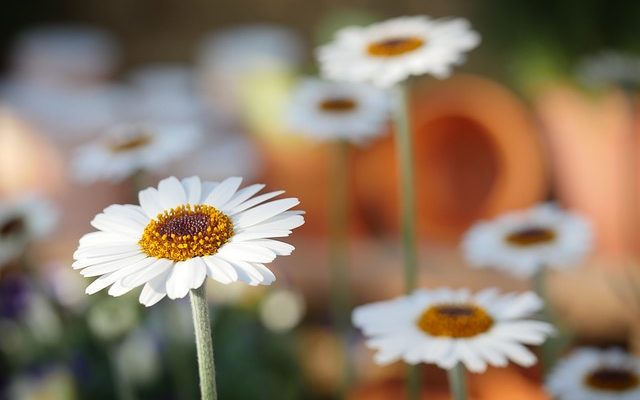 Quand faut-il couper les fleurs murales ?